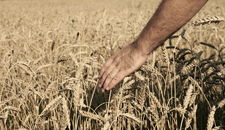 Man hand in the wheat