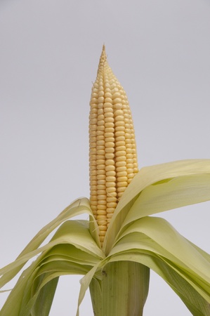 Corn On The Cobの写真素材