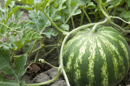 watermeloneの写真素材