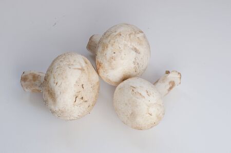 mushroomsの写真素材