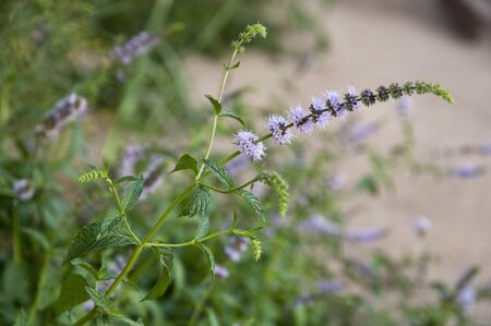 
Flowering branch mint in the gardenの写真素材