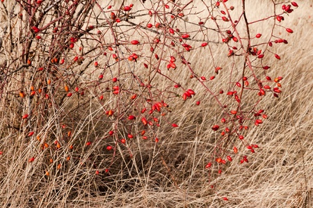 Sweetbriar Rose (Rosa rubiginosa) Hips during the autumnの写真素材
