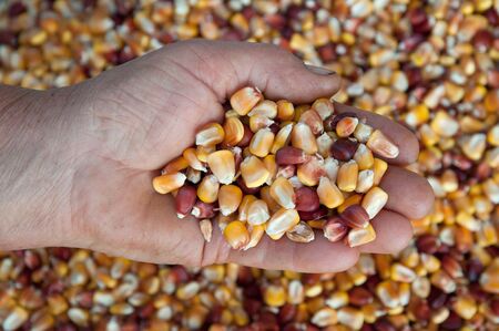 Rough hand holds corn kernels.