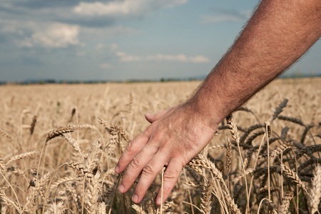 Male hand caressing ripe wheat