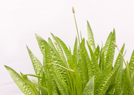 Plantain on a white backgroundの写真素材