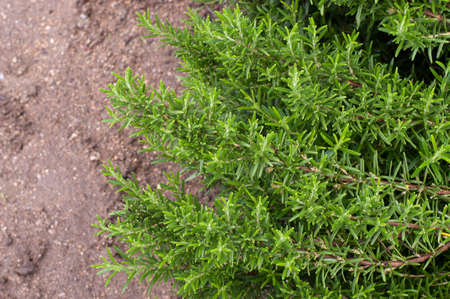 Branches of Rosemary in a gardenの写真素材