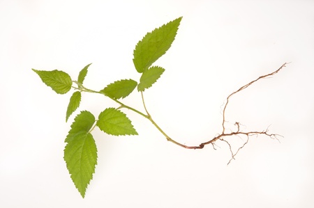 Raspberry-young plant on white background