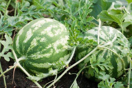 Waterelons in a vegetable garden- selective focus on the   watermelonsの写真素材