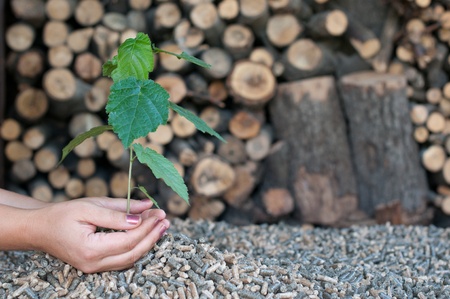 Different kind of pellets- oak, pine,sunflower- selective focus on  the hands.They hold a young tree.の写真素材