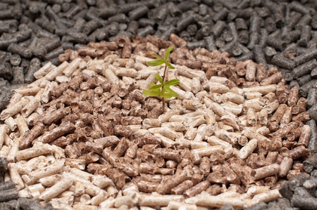 Young plant amoung pellets