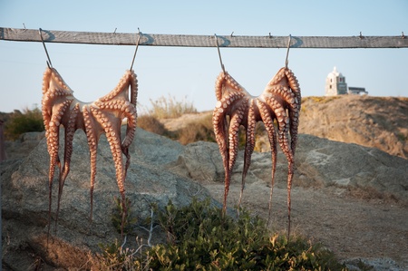Two octopus hanging from metal hooksの写真素材