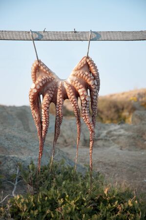 One octopus hanging from metal hooksの写真素材