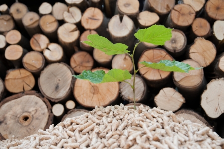 Young tree comes out of heap of pelletsの写真素材