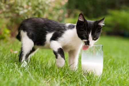 Little kitten drinking milk from glass- stock imageの写真素材