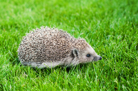 Young Hedgehog walks on a green grassの写真素材
