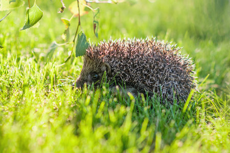 Yuong hedgehog on the grass- backlightの写真素材