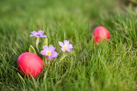 Red easter egg next to primrose in the grassの写真素材