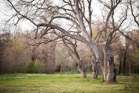 Old trees in the parkの写真素材