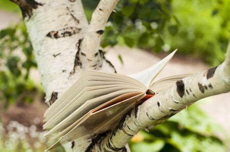 One open book on a birch branch in a gardenの写真素材