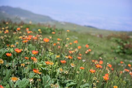 Orange flowers on a mountain meadowの写真素材