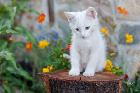 White kitten on a tree log among flowersの写真素材