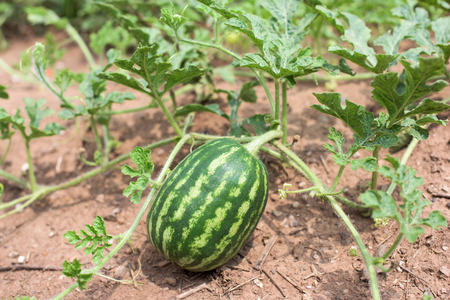Part of watermelon plant with harvest and blossomsの写真素材