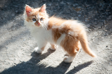 Small white and orange catの写真素材