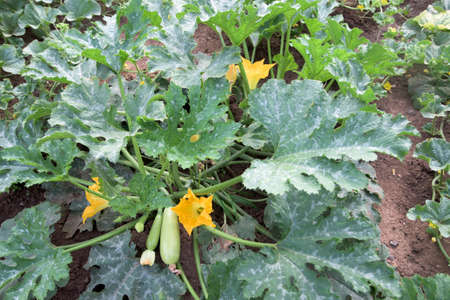 Whole zucchini plant ina vegetable gardenの写真素材