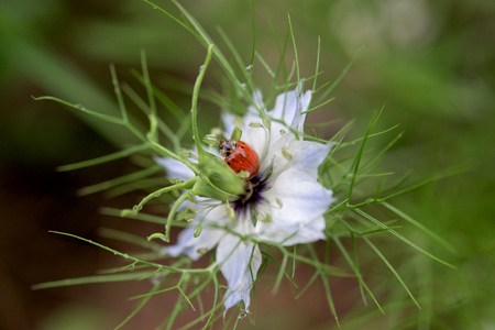 Red ladybug on a blue flower- close upの写真素材