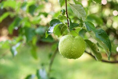 Apple on a br?nch whit water drops on it