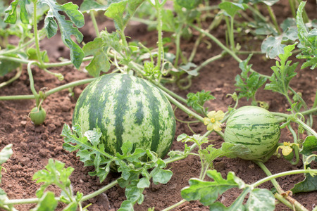 Tree different size watermelons in a vegetable gadenの写真素材