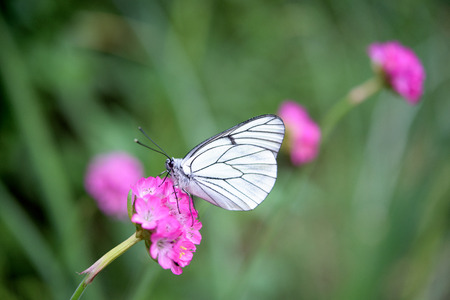 Butterfly in a garden with pink flowersの写真素材