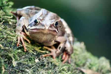 Green and brown frog in the nature - close upの写真素材