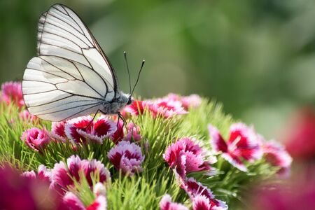 White attractive butterfly in a flower garden- Aporia crataegiの写真素材