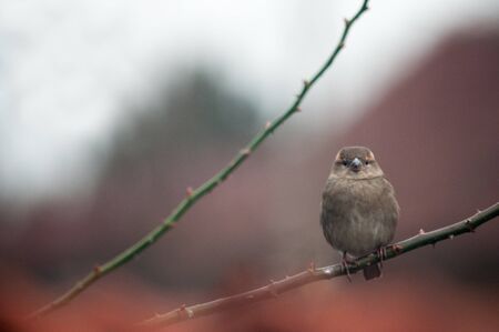 Small brown sparrow on metal fence - House sparrow (Passer domesticus) family sparrows (Passeridae) - Europeの写真素材