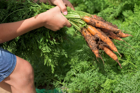 Close-up of carrots bunch with crop part body.The child is picking and holding carrots, hands and carrots soiled with earth.の写真素材