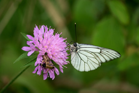 Ð beautiful white butterflies on the flower- Aporia crataegi. A spider has caught a beetle.の写真素材