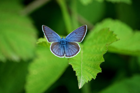 The holly blue butterfly (Celastrina argiolus) on a grass steam - close-up
