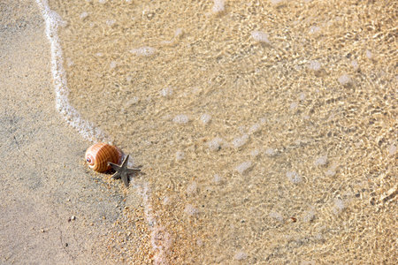 Starfish and rapan shell on the beachの写真素材