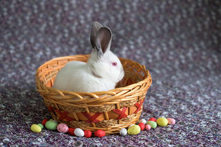 White Easter Bunny with red eyes in a wooden basket with painted eggsの写真素材
