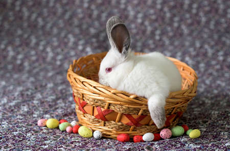 White Easter Bunny with red eyes in a wooden basket with painted eggsの写真素材
