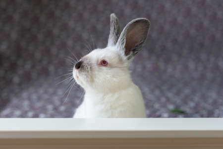 White Easter Bunny with red eyes on a colorful blanket eats a leafの写真素材