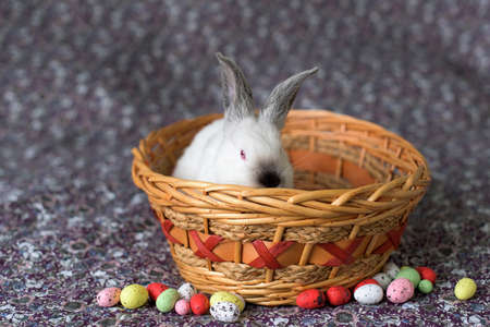 White Easter bunny with red eyes in a wooden basket with colorful eggs aroundの写真素材