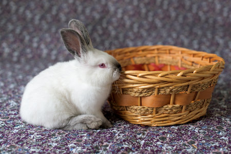 White Easter Bunny with red eyes in a wooden basketの写真素材
