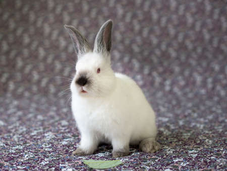 White Easter Bunny with red eyes on a colorful blanket eats a leafの写真素材