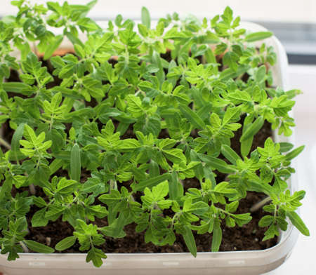 Young green tomato plants - vegetable seedlingsの写真素材
