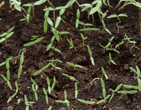 Young green tomato plants - vegetable seedlingsの写真素材