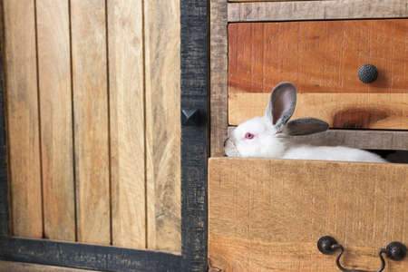 White Rabbit with red eyes in an old wooden drawerの写真素材