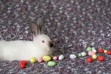 White Easter Bunny with red eyes on a colorful blanket and colorful eggsの写真素材