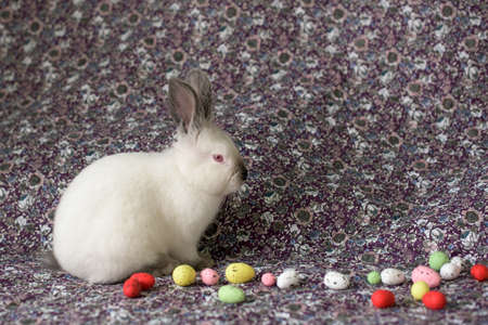 White Easter Bunny with red eyes on a colorful blanket and colorful eggsの写真素材